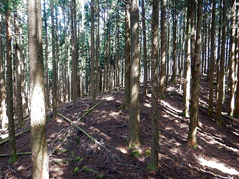 法主尾山頂上部