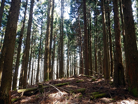 法主尾山頂上部